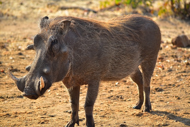 疣猪 非洲 动物 - 上的免费照片