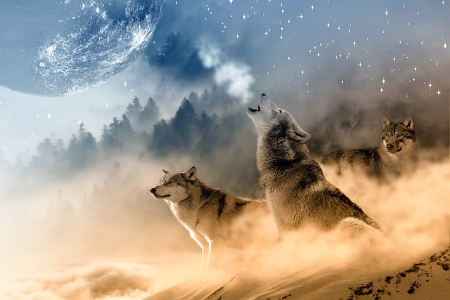 狼 嚎叫 月亮 - 上的免费照片