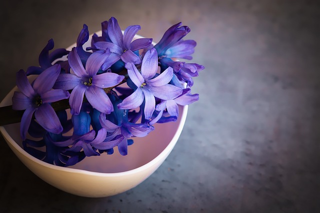 风信子 花朵 紫色的花朵 - 上的免费照片
