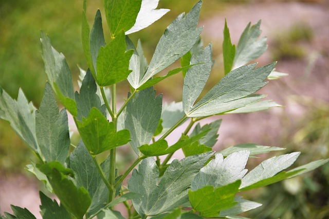 独活草 利维斯特姆 草本植物 - 上的免费照片