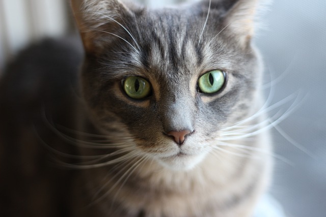 猫 动物 家畜 - 上的免费照片