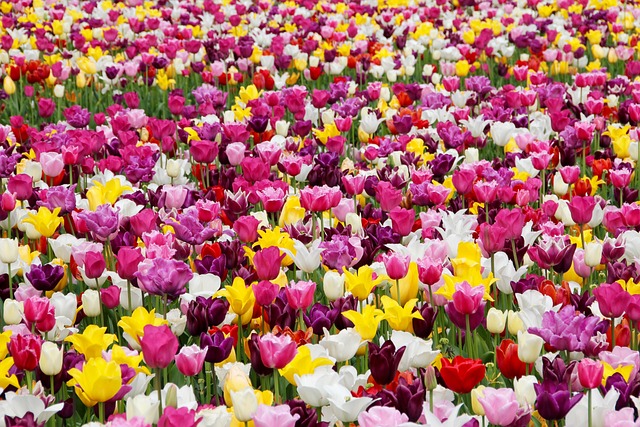 郁金香 花朵 原野 - 上的免费照片