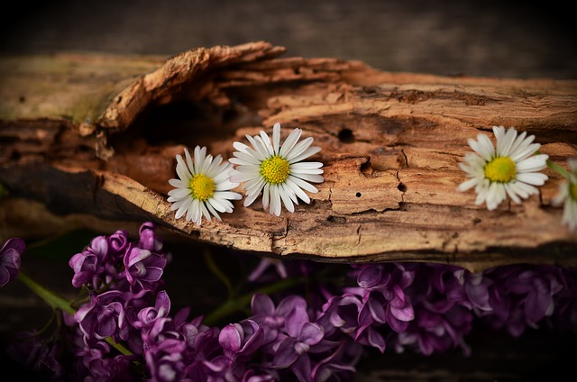 雏菊 紫丁香 木头 - 上的免费照片