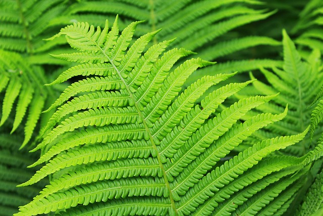 蕨类 植物 绿色 - 上的免费照片