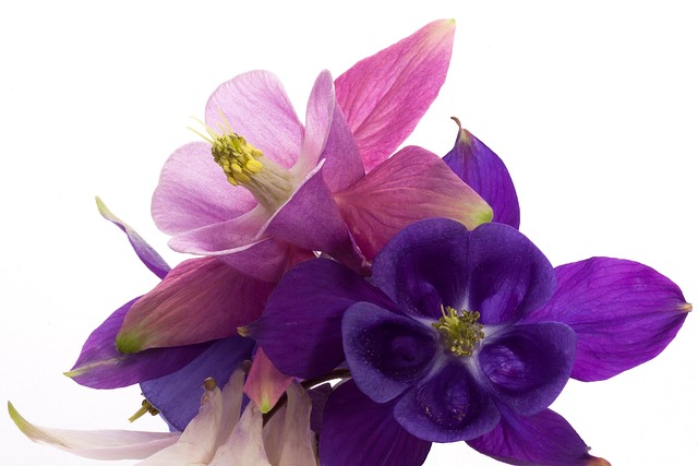 哥伦比亚 Aquilegia 属 - 上的免费照片