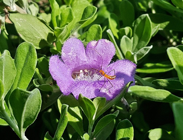 花朵 刺客虫若虫 女神 - 上的免费照片