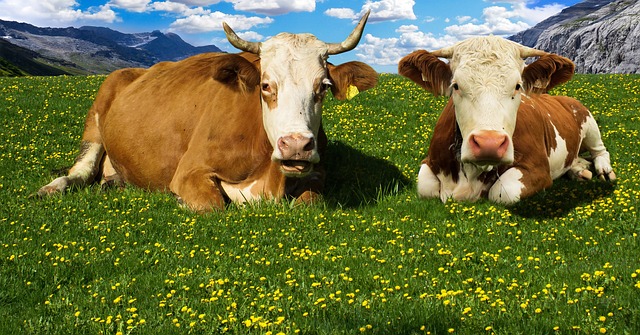 奶牛 阿尔姆 山 - 上的免费照片