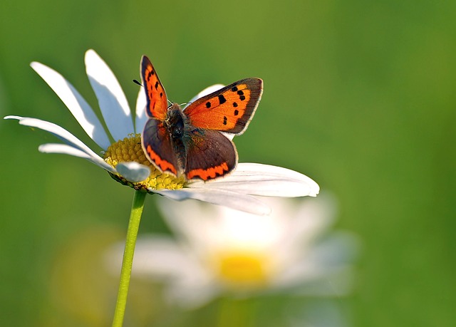 小火蝴蝶 Lycaena Phlaeas 蝴蝶 - 上的免费照片