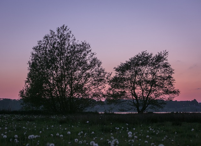 树木 日落 湖 - 上的免费照片