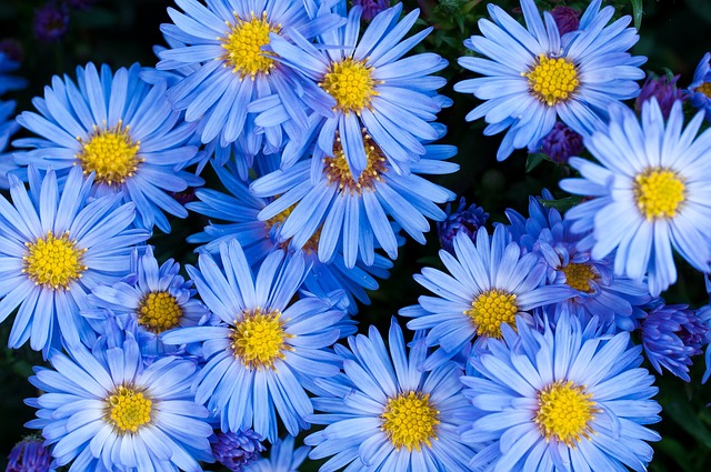 花 Asters 蓝色的 - 上的免费照片