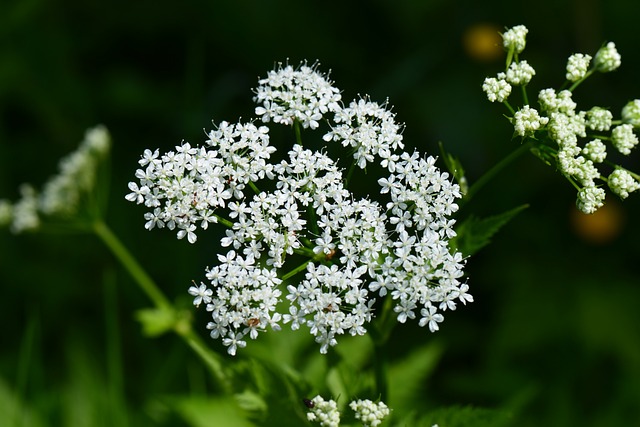 多年生植物 白色的花 Ganguly Aegopodium - 上的免费照片