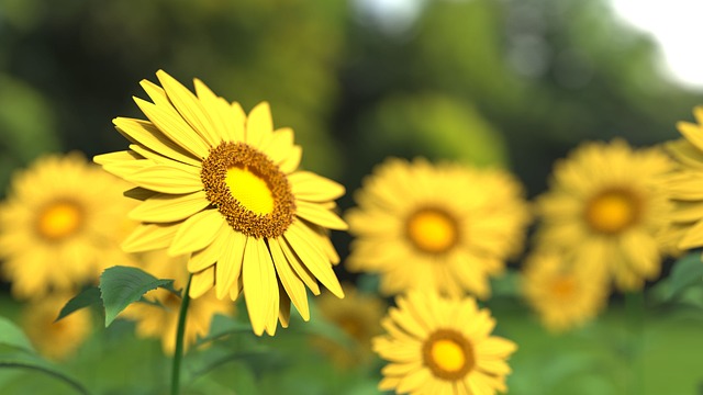 向日葵 花 植物 - 上的免费照片