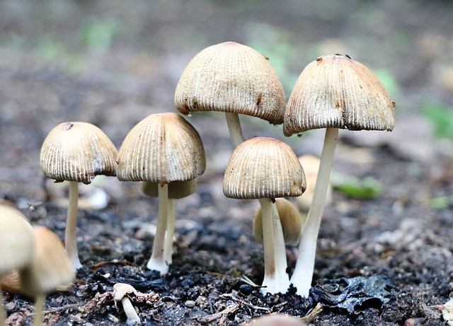 蘑菇 毒菌 森林 - 上的免费照片