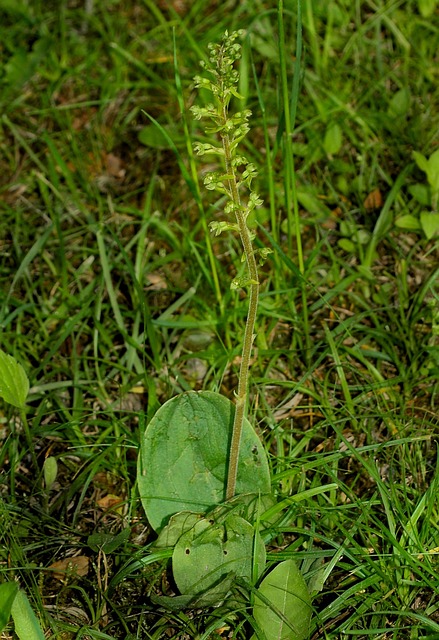 野生欧洲兰花 卵形李斯特菌 兰花 - 上的免费照片