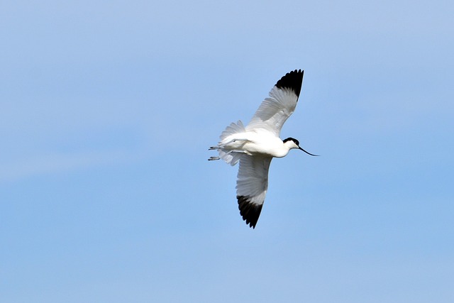 Avocets 沼泽 鸟类 - 上的免费照片