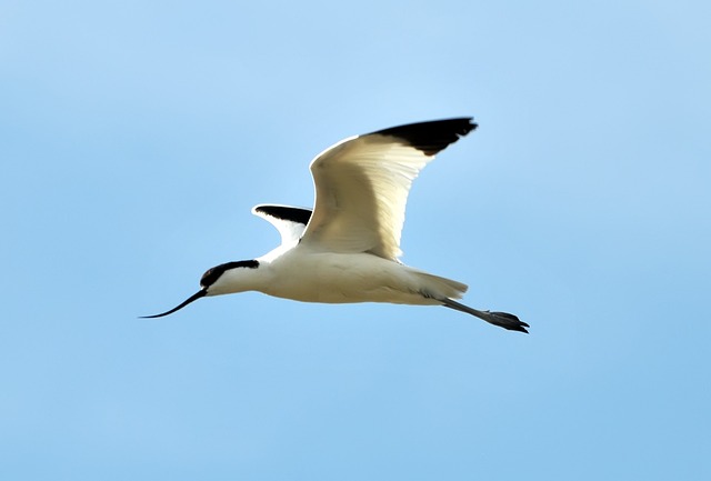 Avocets 沼泽 鸟类 - 上的免费照片