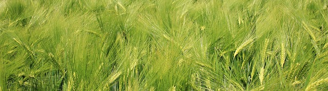 大麦田 大麦 粮食 - 上的免费照片