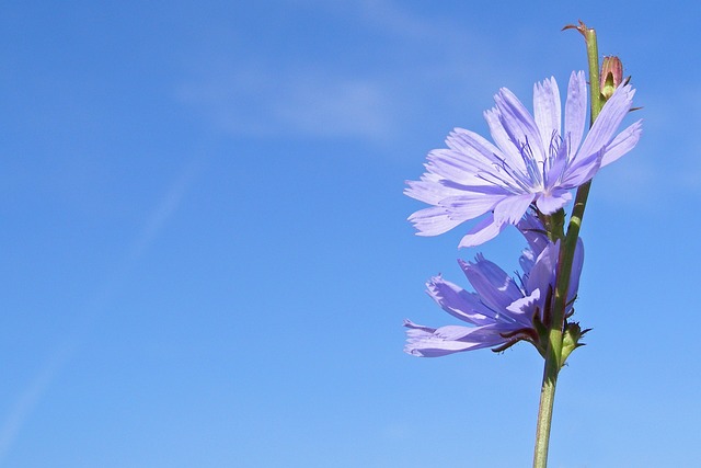 菊苣旅行者 花 蓝色 - 上的免费照片