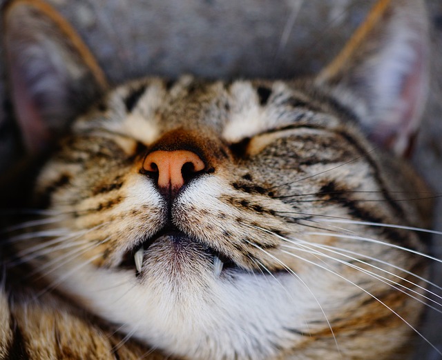 猫 睡觉 虎猫 - 上的免费照片