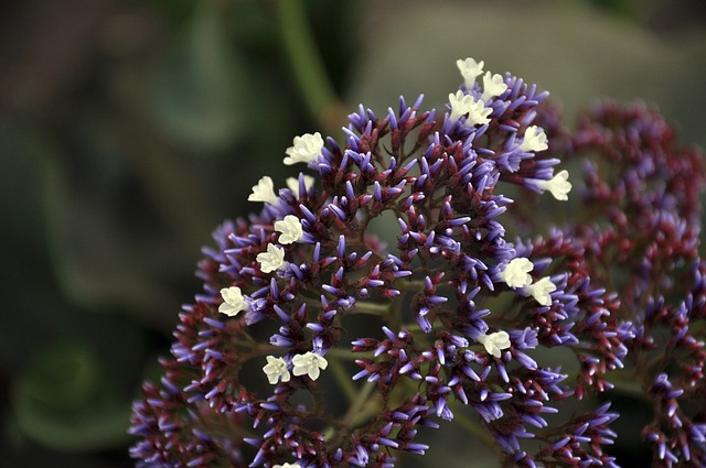 宏 荒野 永远活着 - 上的免费照片