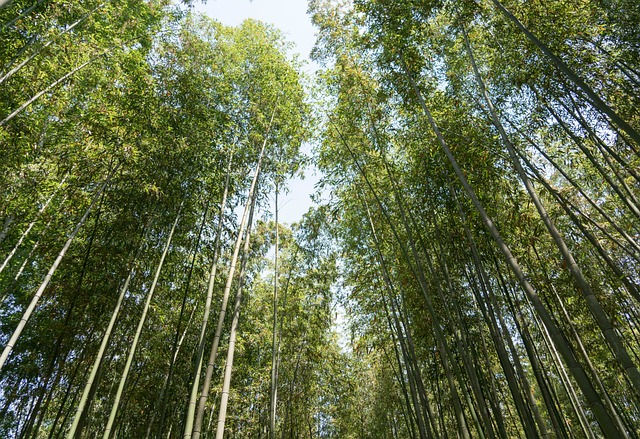 日本 岚山 竹林 - 上的免费照片