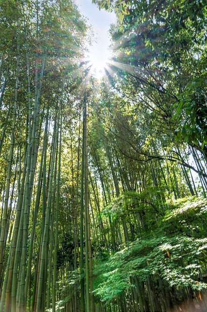 日本 岚山 竹林 - 上的免费照片