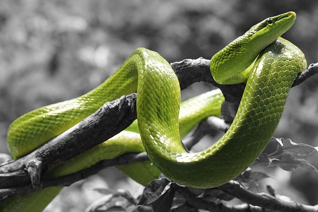 线 爬虫 草蛇 - 上的免费照片