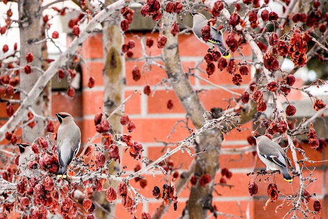 蜡翅 鸟 蟹苹果 - 上的免费照片