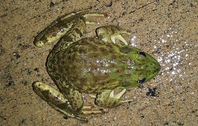 牛蛙 美国牛蛙 青蛙 - 上的免费照片