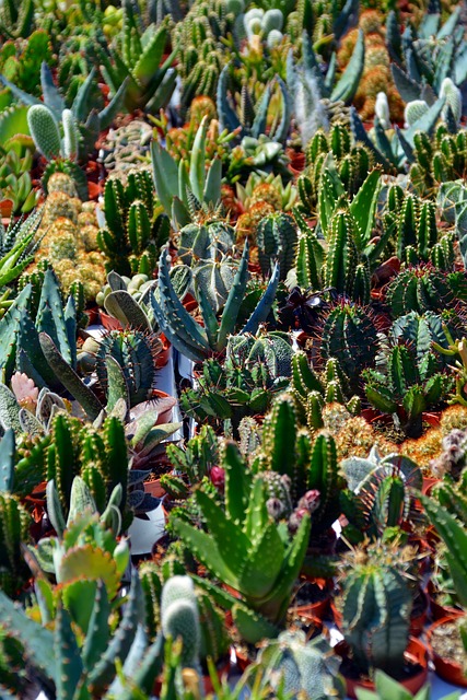 仙人掌 索库伦特 植物绿色 - 上的免费照片