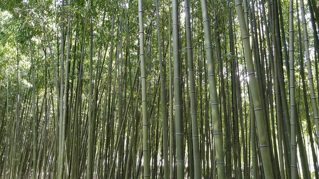 西洋参田 蔚山 竹 - 上的免费照片