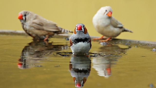 斑胸草雀 鸟类 红嘴 - 上的免费照片