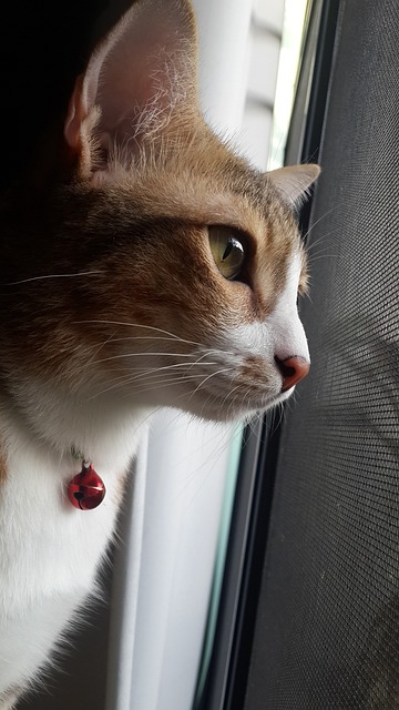 纱布纹 一只名叫面包的猫 泰国 - 上的免费照片