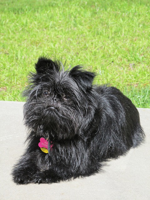 狗 Affenpinscher 宠物 - 上的免费照片
