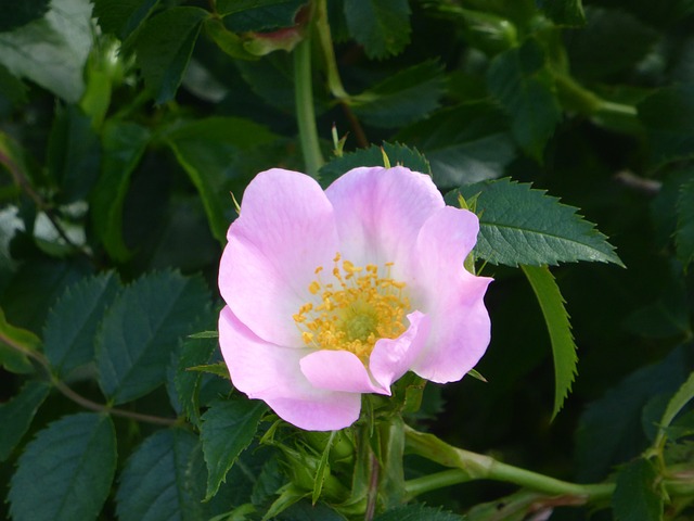 草地 水 自然 - 上的免费照片