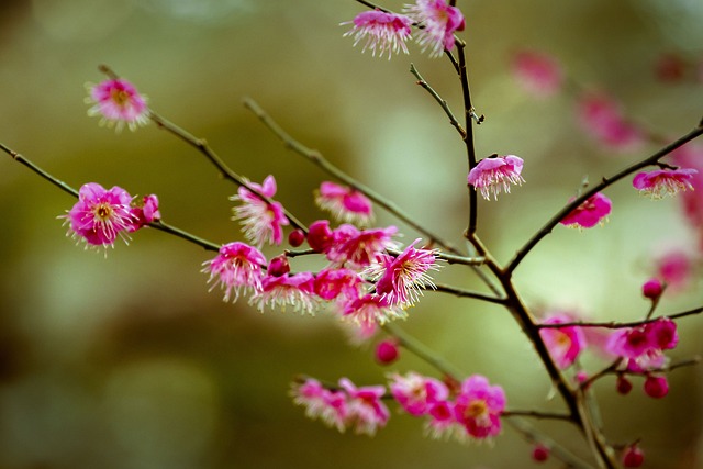 鲜花 梅花 红梅 - 上的免费照片