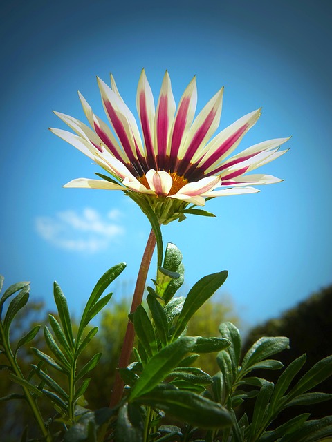 正午花 杂色菊 加扎尼 - 上的免费照片