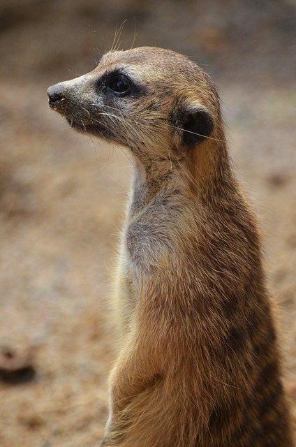 Suricate 猫鼬 沙漠哨兵 - 上的免费照片