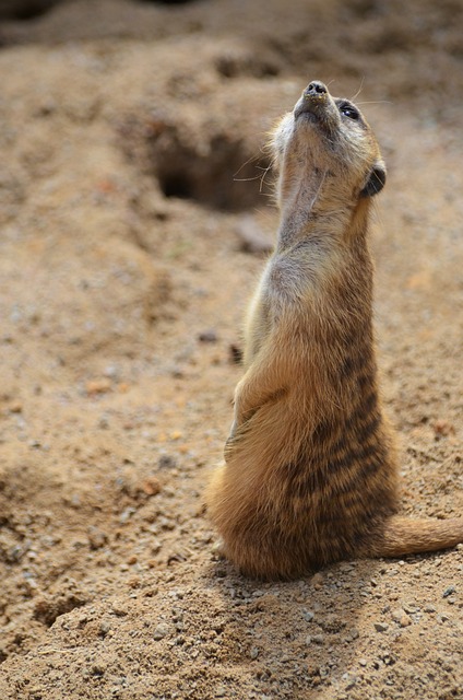 Suricate 猫鼬 沙漠哨兵 - 上的免费照片