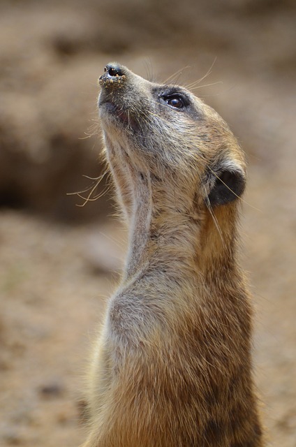 Suricate 猫鼬 沙漠哨兵 - 上的免费照片