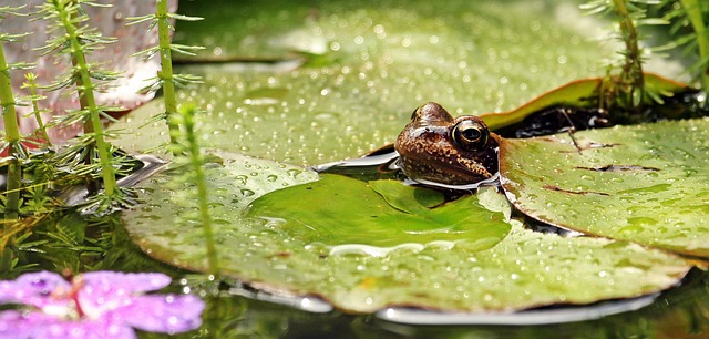 青蛙 睡莲 簇簇 - 上的免费照片