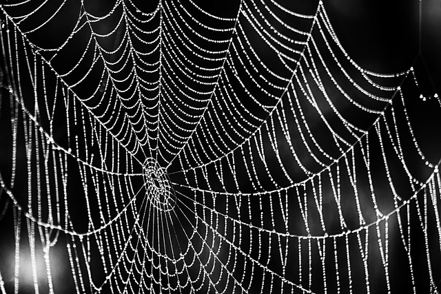 昆虫 蜘蛛网 蜘蛛 - 上的免费照片