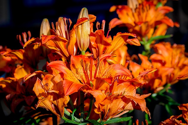 火百合 百合 花序 - 上的免费照片
