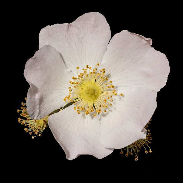 木海葵 海葵 Nemorosa 毛茛 - 上的免费照片