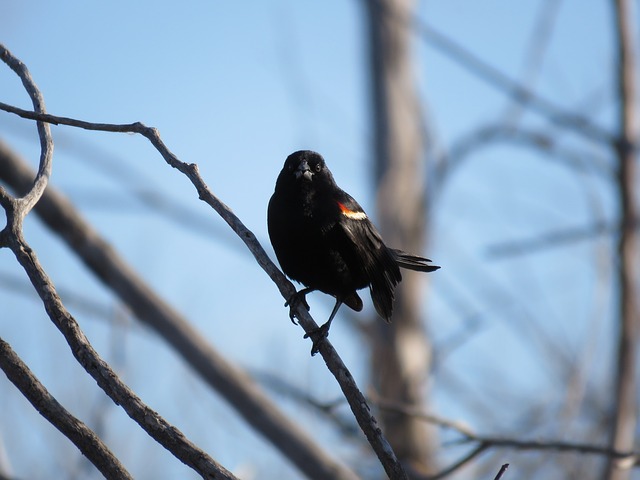 红翅黑鹂 黑鸟 红翼 - 上的免费照片