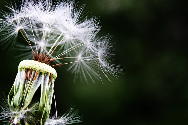 蒲公英 种子 尖的花 - 上的免费照片