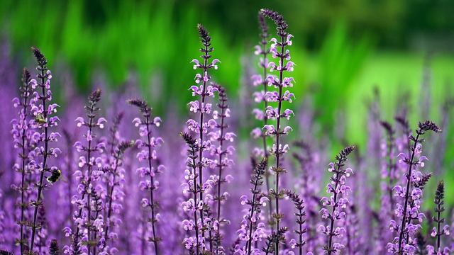 丁香 花朵 紫色的花朵 - 上的免费照片