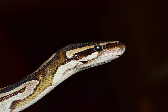 线 球 Python 蟒蛇 - 上的免费照片