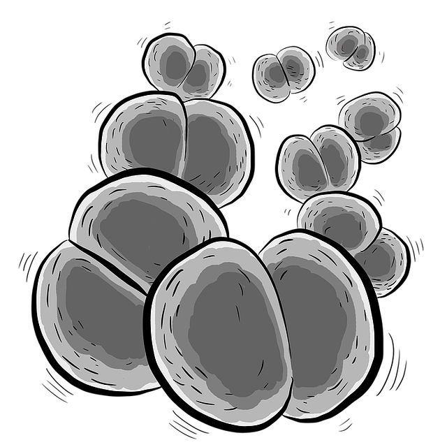 细菌 脑膜炎奈瑟菌 脑膜炎球菌 - 上的免费图片