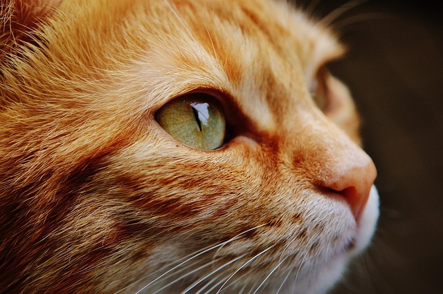 猫 脸 眼睛 - 上的免费照片